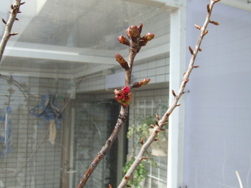 八重桜のつぼみ・2009.04.04
